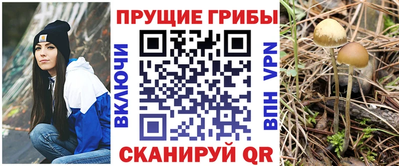 Псилоцибиновые грибы Psilocybe  Инта 